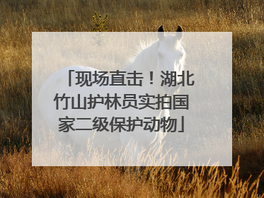 现场直击！湖北竹山护林员实拍国家二级保护动物
