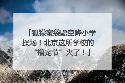 狐獴蜜袋鼯空降小学操场！北京这所学校的“撸宠节”火了！