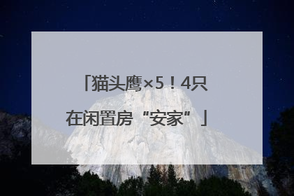 猫头鹰×5！4只在闲置房“安家”