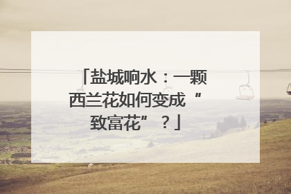 盐城响水：一颗西兰花如何变成“致富花”？