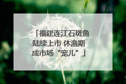 福建连江石斑鱼陆续上市 休渔期成市场“宠儿”