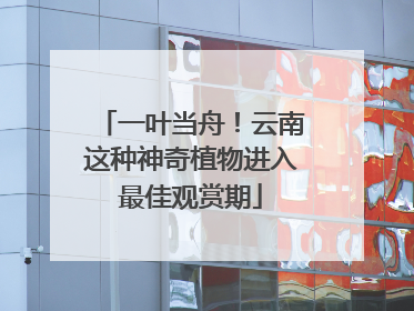一叶当舟！云南这种神奇植物进入最佳观赏期