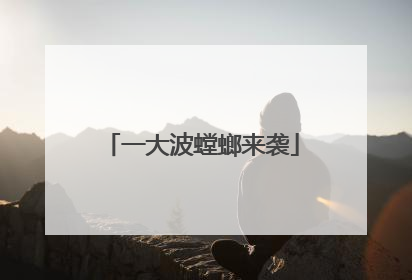 一大波螳螂来袭