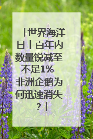 世界海洋日丨百年内数量锐减至不足1% 非洲企鹅为何迅速消失？