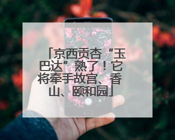 京西贡杏“玉巴达”熟了！它将牵手故宫、香山、颐和园