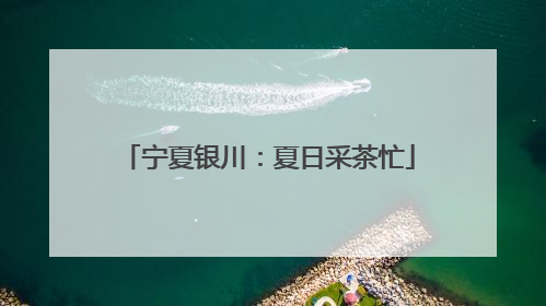 宁夏银川：夏日采茶忙