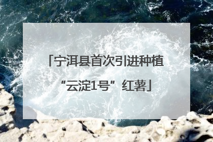 宁洱县首次引进种植“云淀1号”红薯