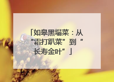如皋黑塌菜：从“霜打趴菜”到“长寿金叶”
