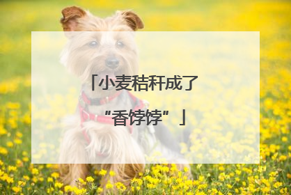 小麦秸秆成了“香饽饽”
