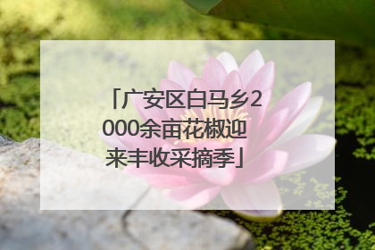 广安区白马乡2000余亩花椒迎来丰收采摘季