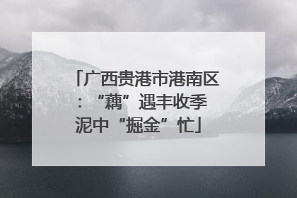 广西贵港市港南区：“藕”遇丰收季 泥中“掘金”忙