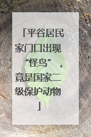 平谷居民家门口出现“怪鸟”，竟是国家二级保护动物