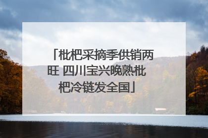 枇杷采摘季供销两旺 四川宝兴晚熟枇杷冷链发全国