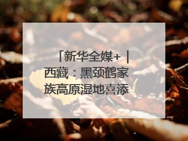 新华全媒+｜西藏：黑颈鹤家族高原湿地喜添“萌宝”