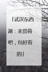 武汉东西湖：来赏荷吧，包好看的