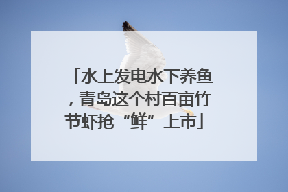 水上发电水下养鱼，青岛这个村百亩竹节虾抢“鲜”上市