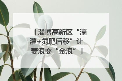 淄博高新区“滴灌+氮肥后移”让麦浪变“金浪”