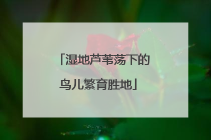 湿地芦苇荡下的鸟儿繁育胜地