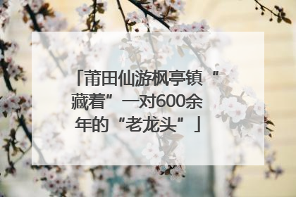莆田仙游枫亭镇“藏着”一对600余年的“老龙头”