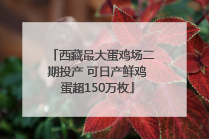 西藏最大蛋鸡场二期投产 可日产鲜鸡蛋超150万枚