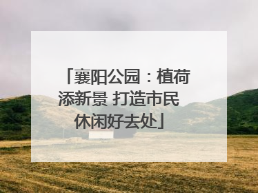 襄阳公园：植荷添新景 打造市民休闲好去处