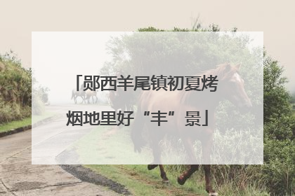 郧西羊尾镇初夏烤烟地里好“丰”景