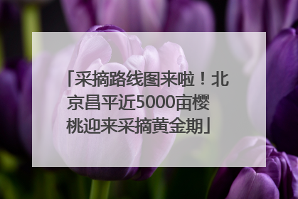采摘路线图来啦！北京昌平近5000亩樱桃迎来采摘黄金期