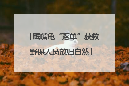 鹰嘴龟“落单”获救 野保人员放归自然