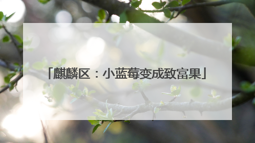 麒麟区：小蓝莓变成致富果