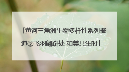 黄河三角洲生物多样性系列报道②飞羽翩跹处 和美共生时