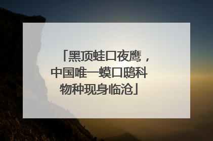 黑顶蛙口夜鹰，中国唯一蟆口鸱科物种现身临沧