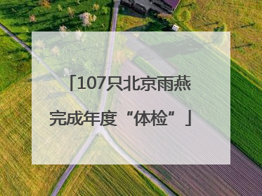 107只北京雨燕完成年度“体检”